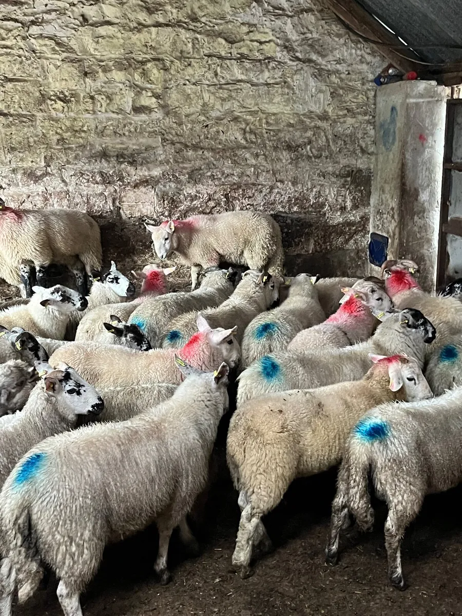 45 super texel cross ram lambs - Image 4