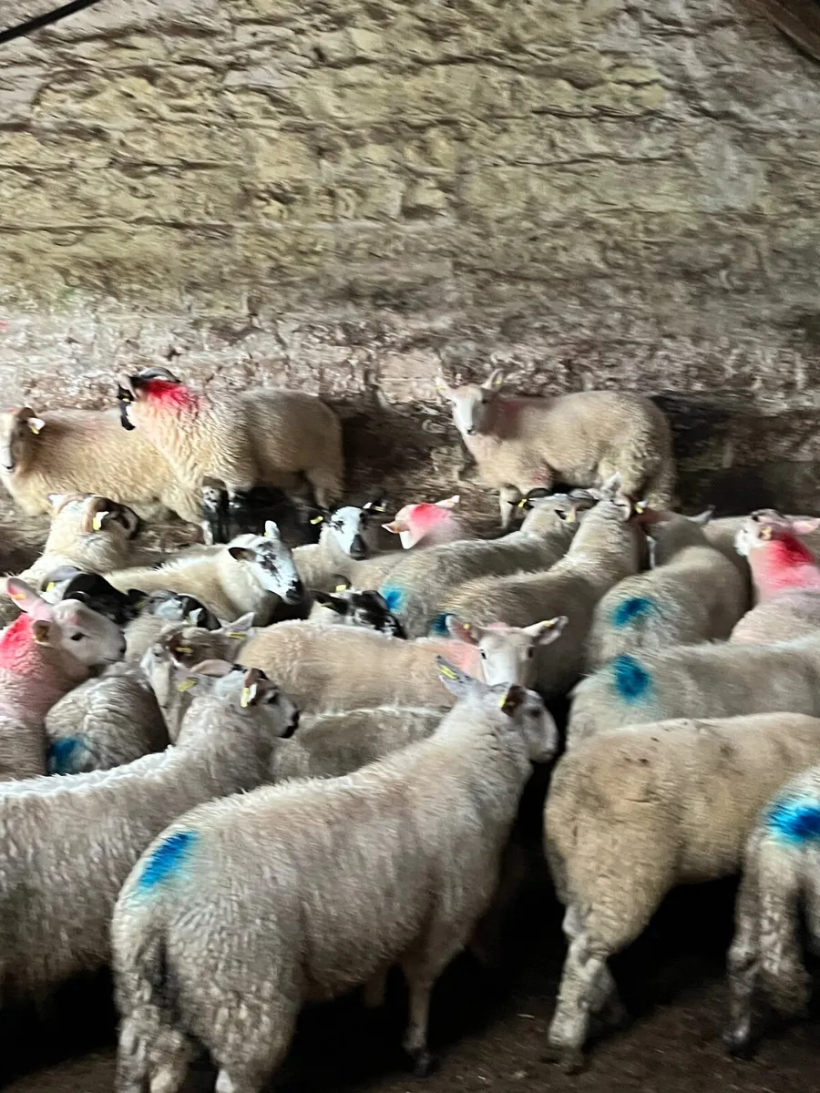 45 super texel cross ram lambs - Image 2