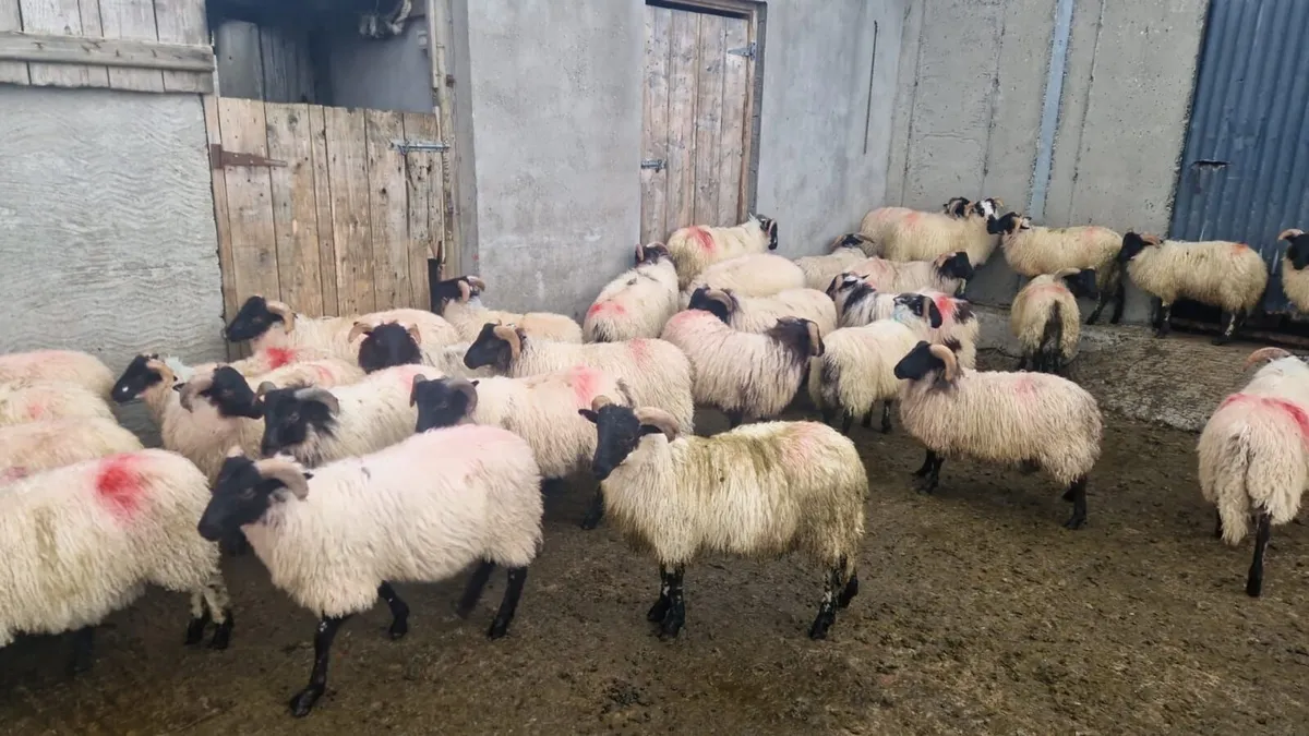 Lambs - Image 1