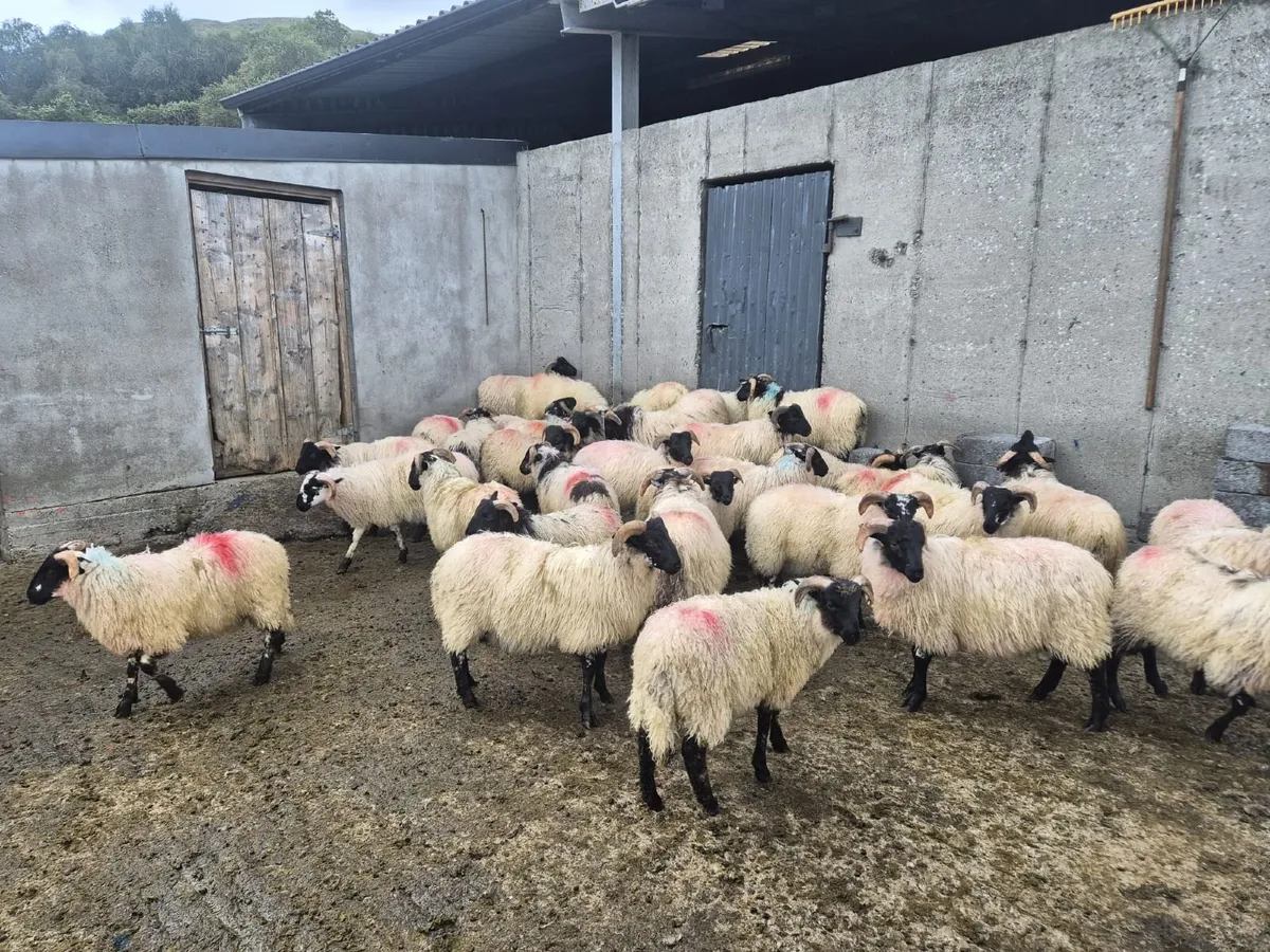 Lambs - Image 3