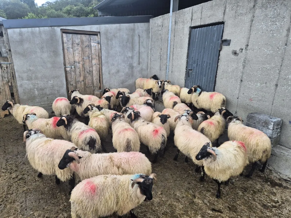 Lambs - Image 4