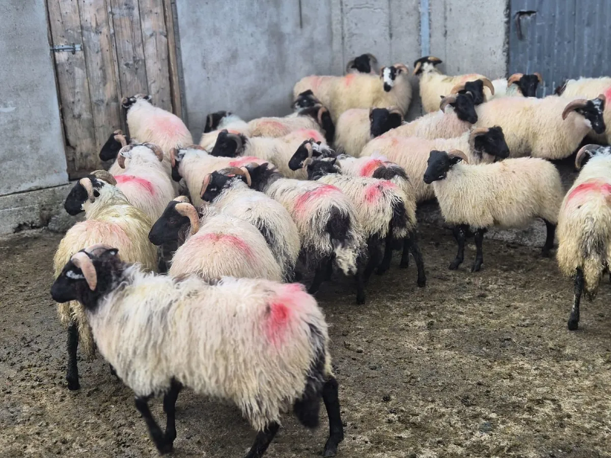 Lambs - Image 2