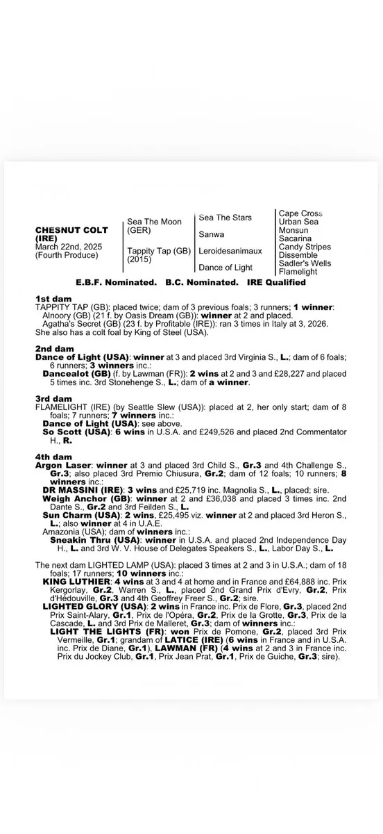 Thoroughbred mare for sale in Co. linerick - Image 2