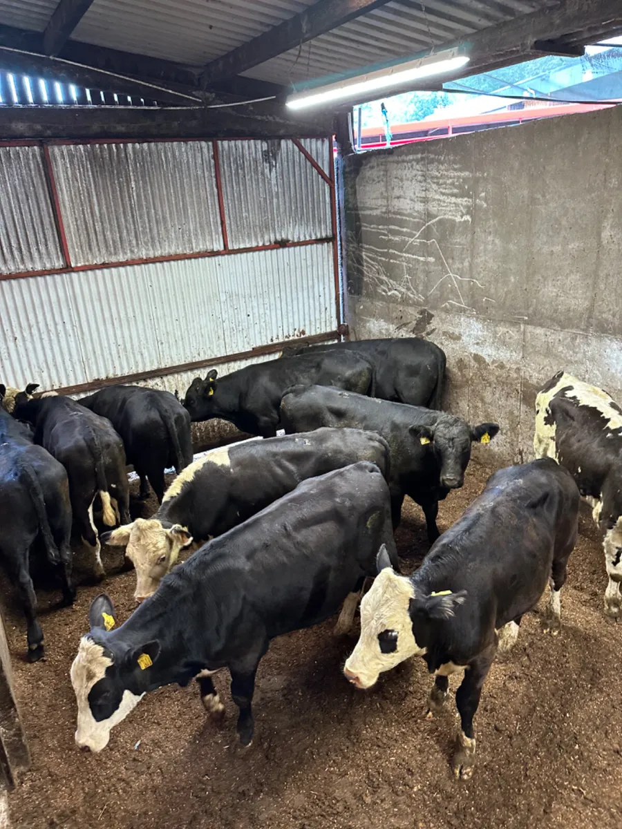 Angus and Hereford bullocks - Image 4