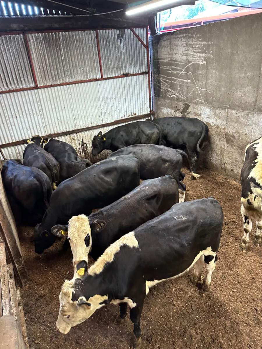 Angus and Hereford bullocks - Image 1