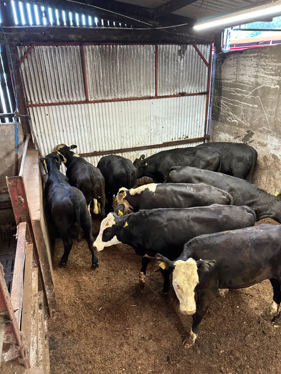 Angus and Hereford bullocks - Image 2
