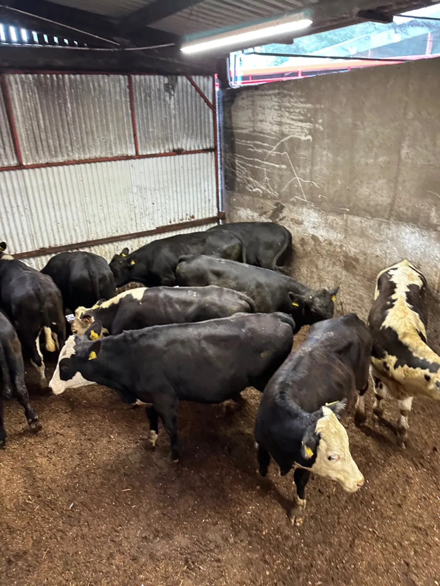 Angus and Hereford bullocks - Image 3