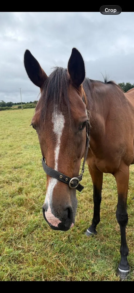 Thoroughbred mare for sale in Co. linerick - Image 4