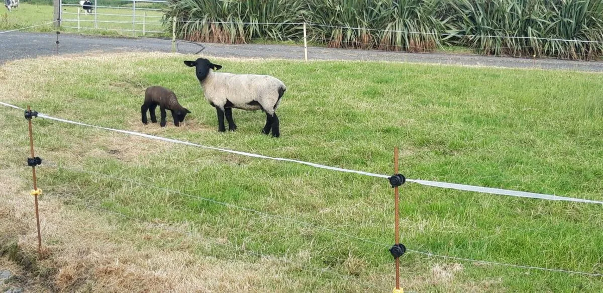 Suffolk hogget - Image 1