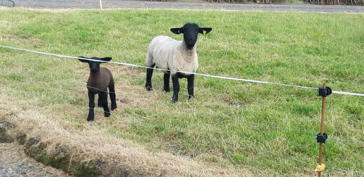 Suffolk hogget - Image 2
