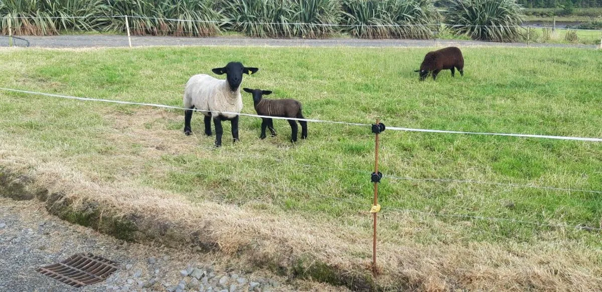 Suffolk hogget - Image 3