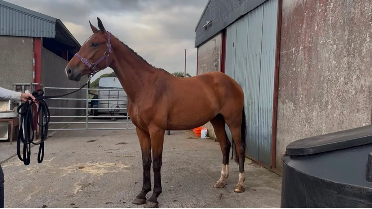 ⭐️3 Year Old Filly Vancouver X Candy Boy ⭐️ - Image 2