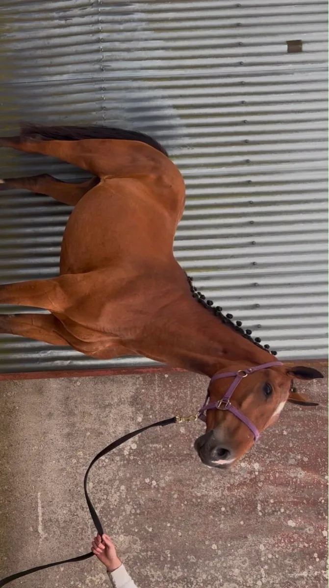 ⭐️3 Year Old Filly Vancouver X Candy Boy ⭐️ - Image 3