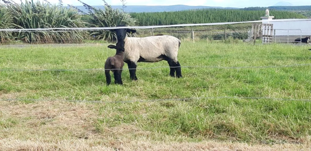 Suffolk hogget - Image 4