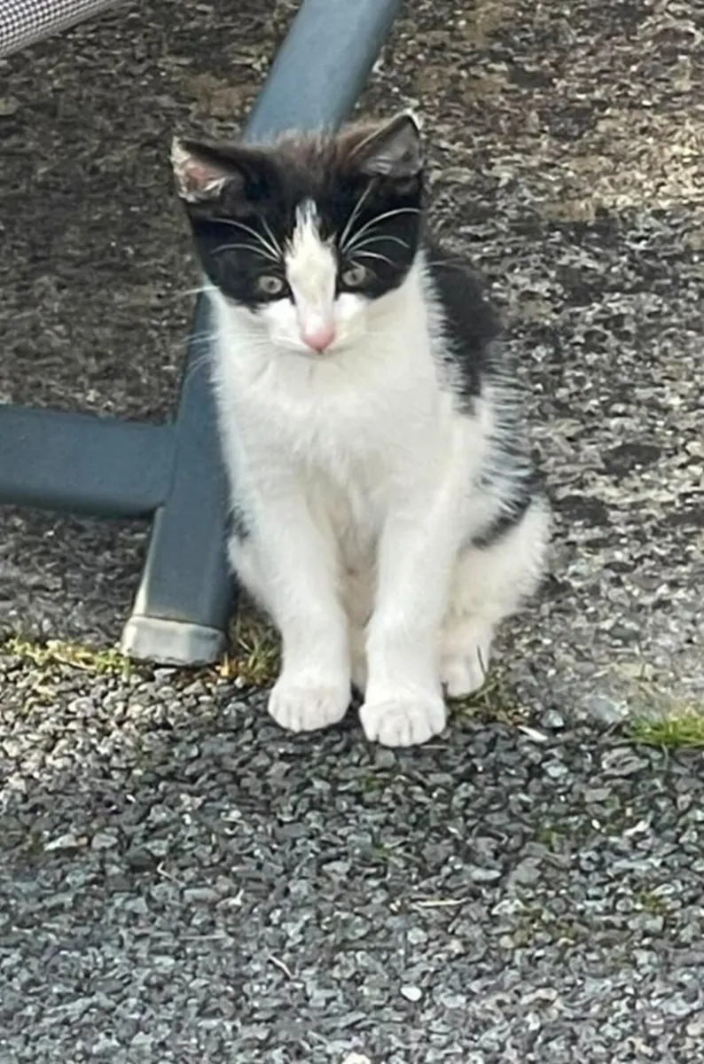 Kittens - Image 1