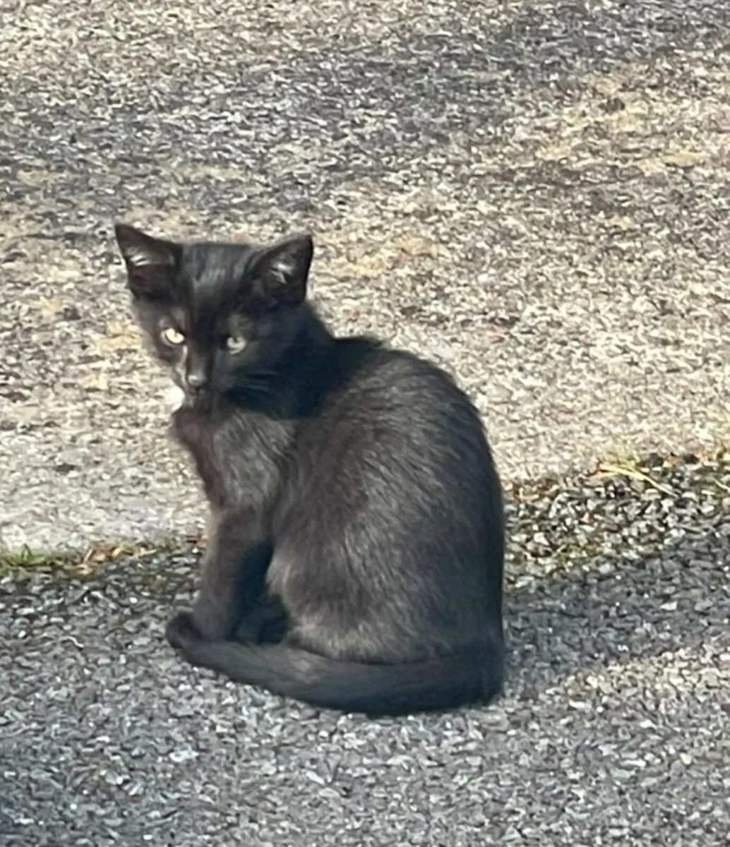 Kittens - Image 2