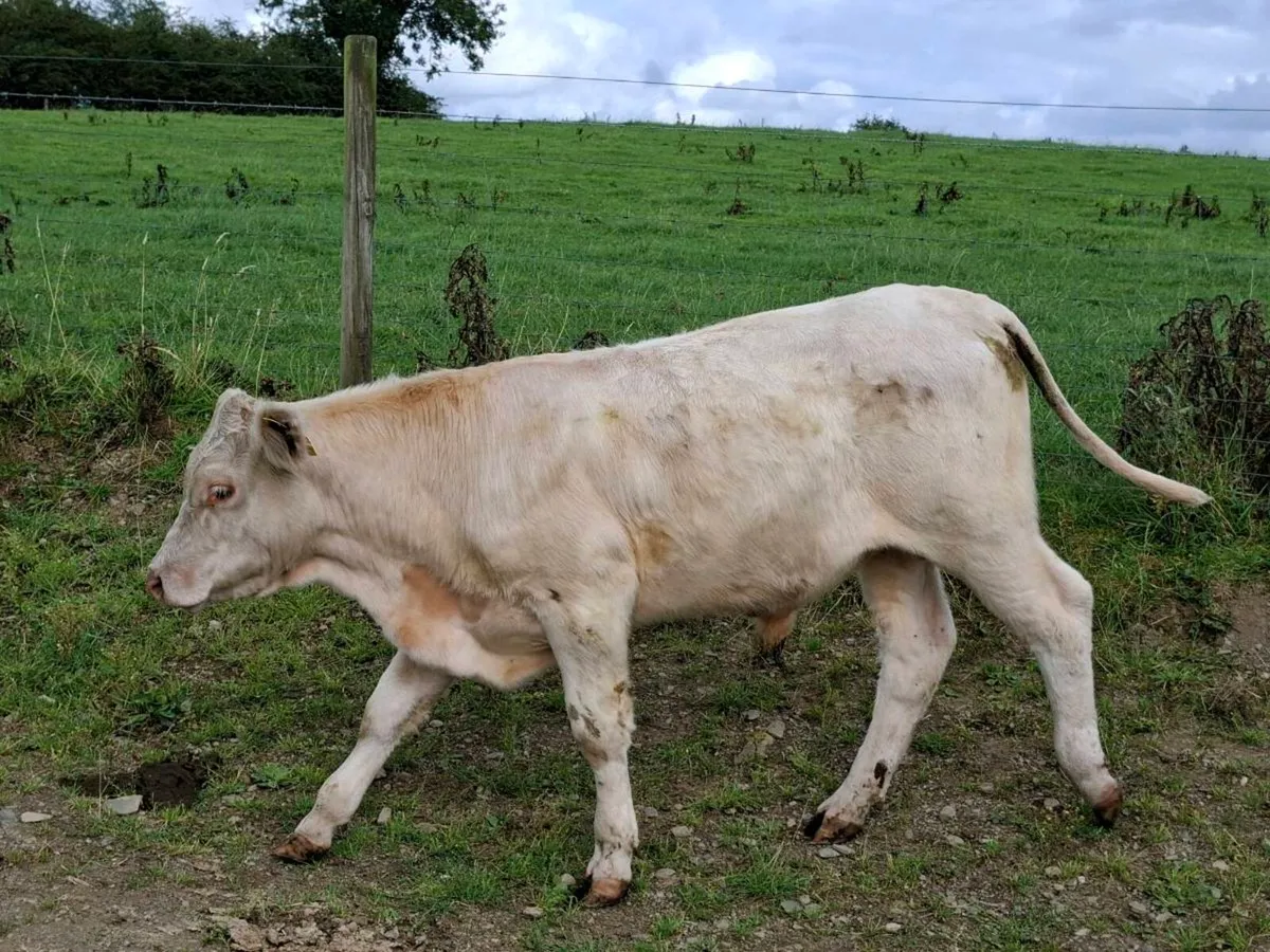3 Smashing Suckler bred Bullocks - Image 2