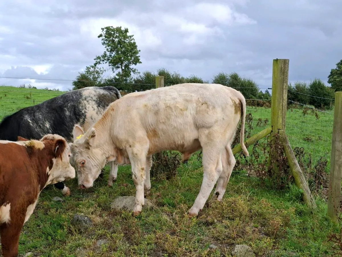 3 Smashing Suckler bred Bullocks - Image 3