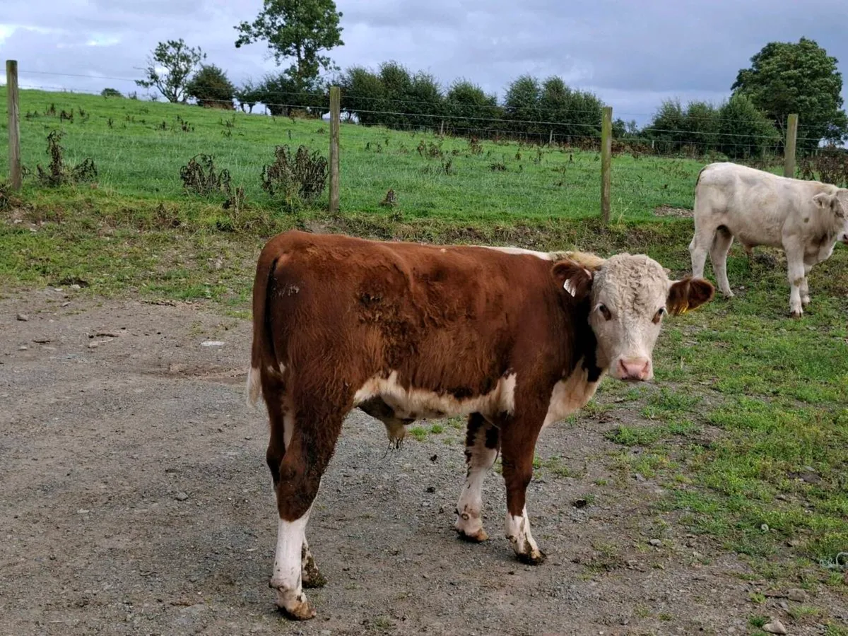 3 Smashing Suckler bred Bullocks - Image 4