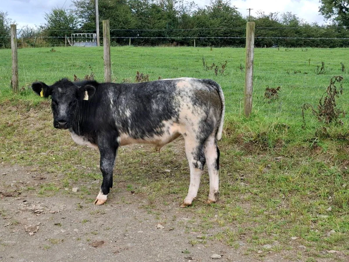 3 Smashing Suckler bred Bullocks - Image 1