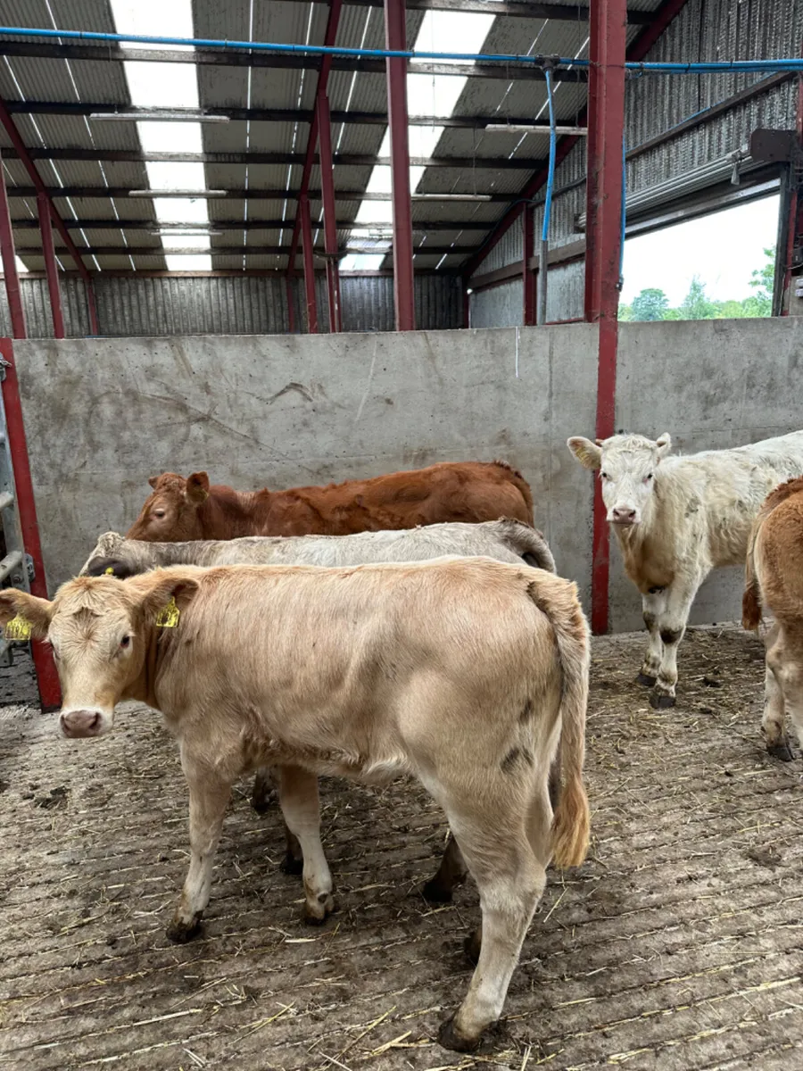 Charolais and lim heifers - Image 1