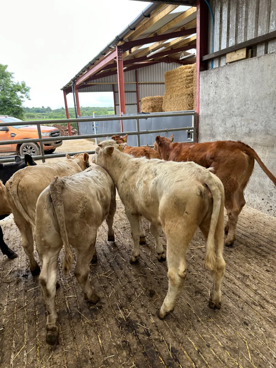 Charolais and lim heifers - Image 3