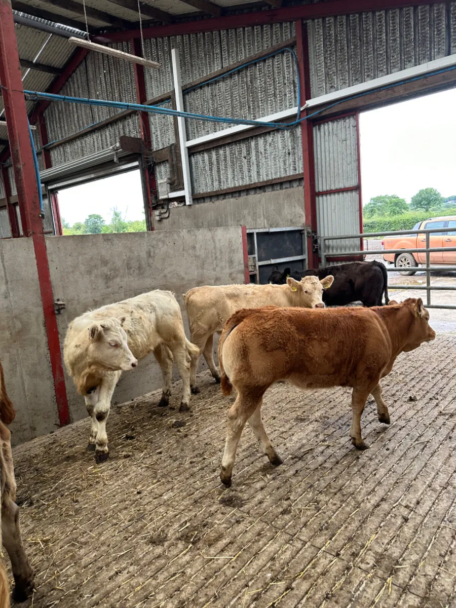 Charolais and lim heifers - Image 2