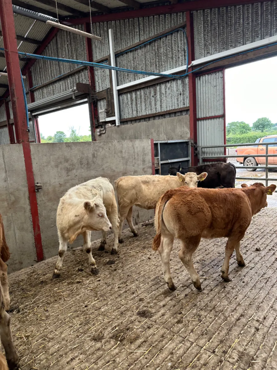 Charolais and lim heifers - Image 4