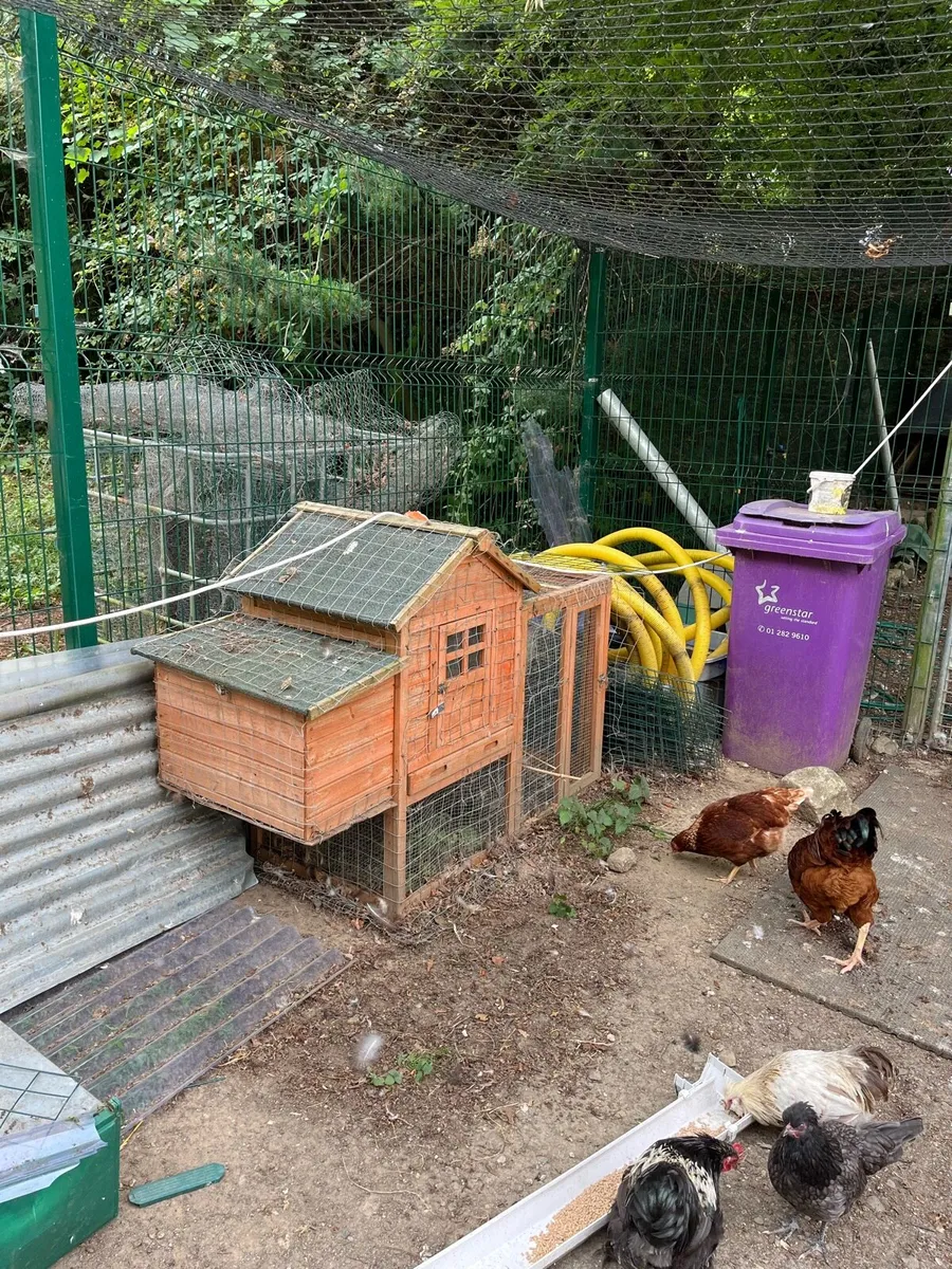 Free. HEN COUP - Image 1