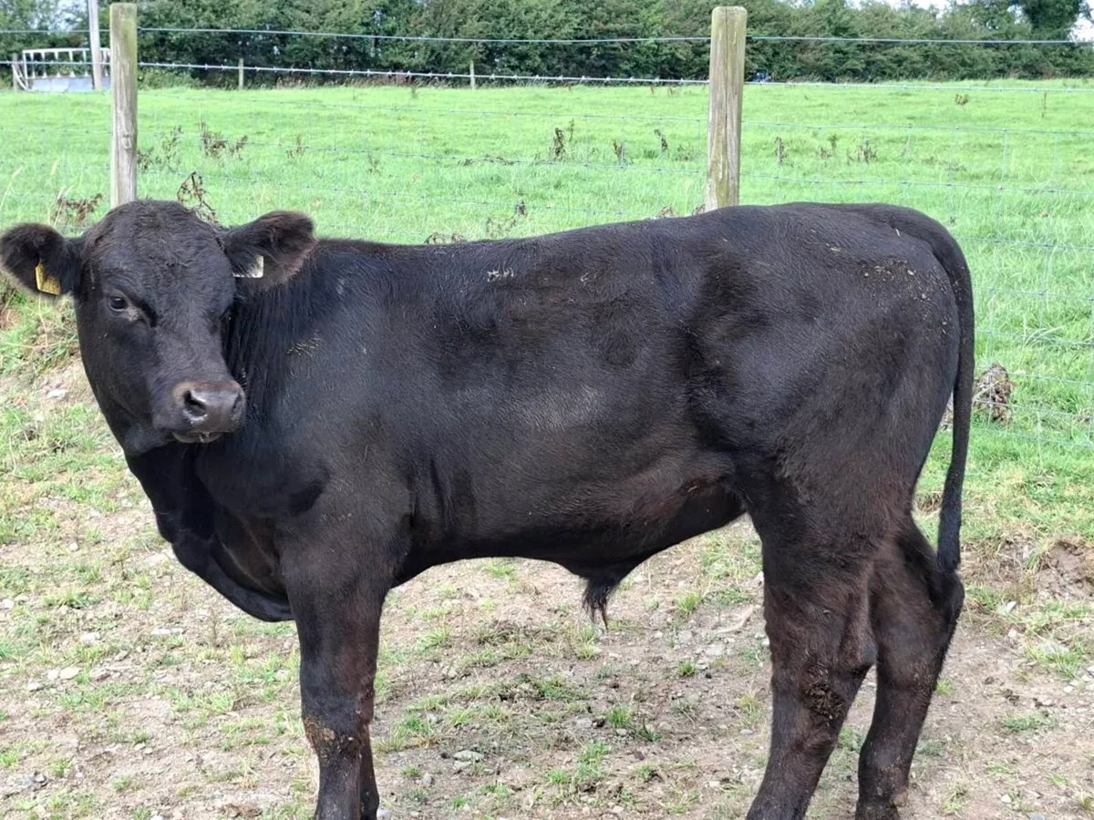 6 Lovely Suckler bred Bullocks - Image 2