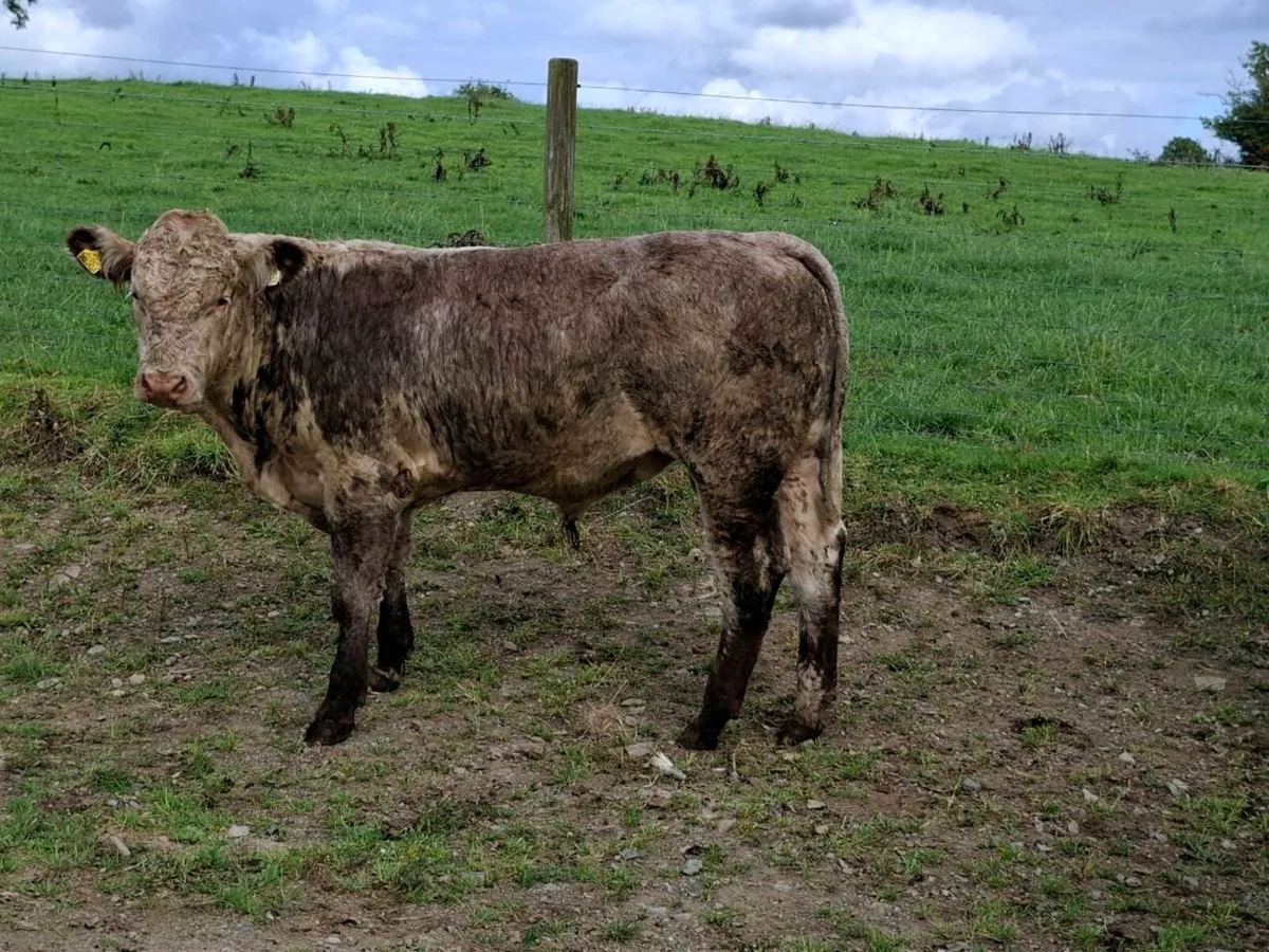 6 Lovely Suckler bred Bullocks - Image 3