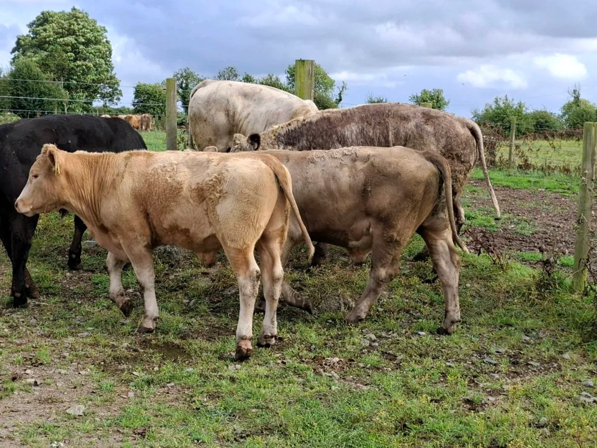 6 Lovely Suckler bred Bullocks - Image 4