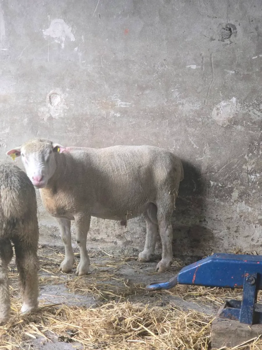 Dorset Ram - Image 1