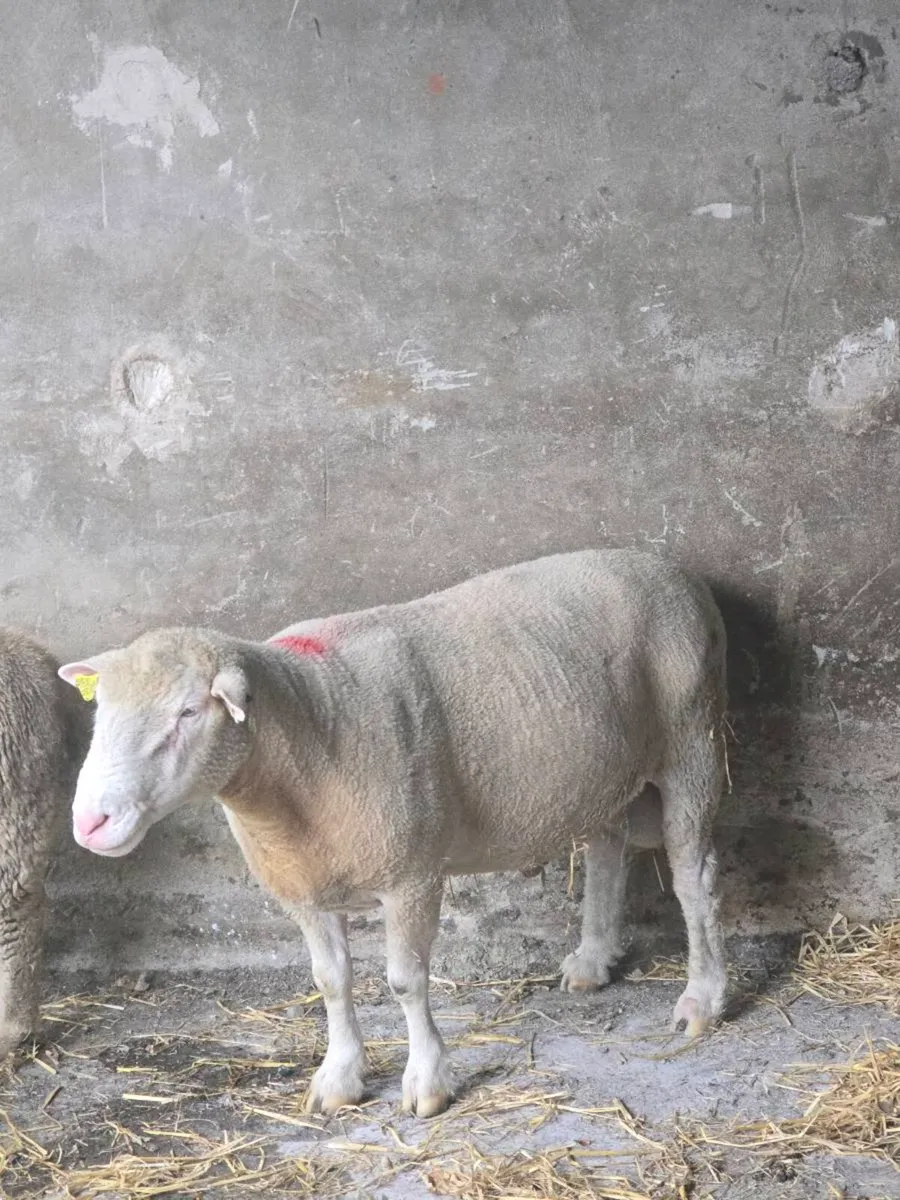 Dorset Ram - Image 2