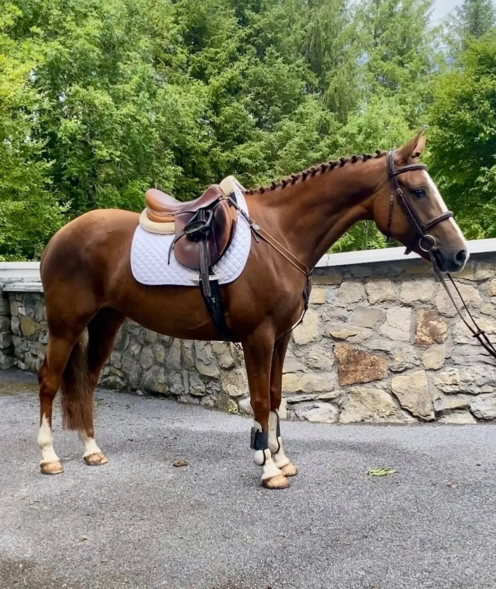 Beautiful 5yr old mare IDXTB - Image 1
