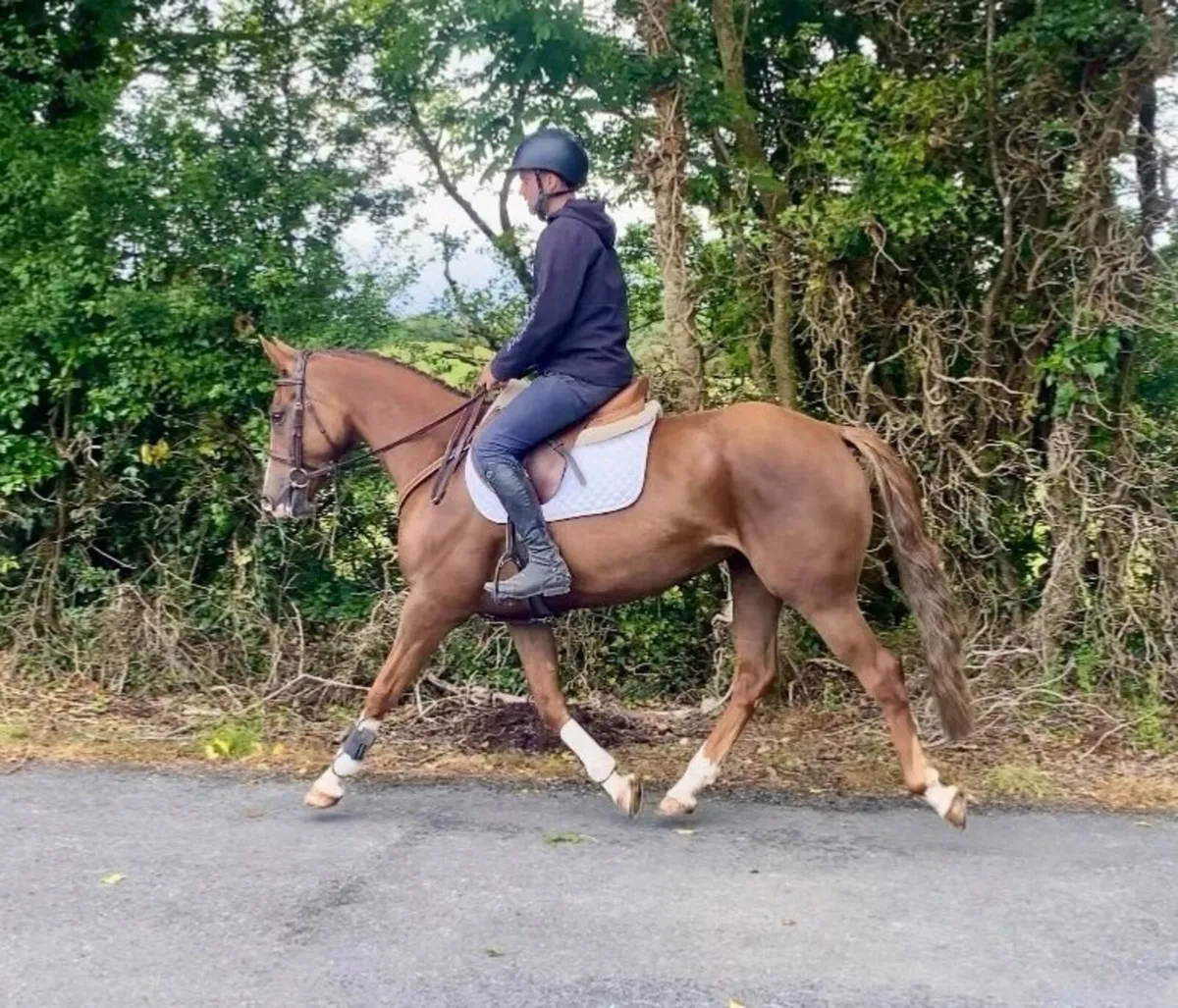 Beautiful 5yr old mare IDXTB - Image 2