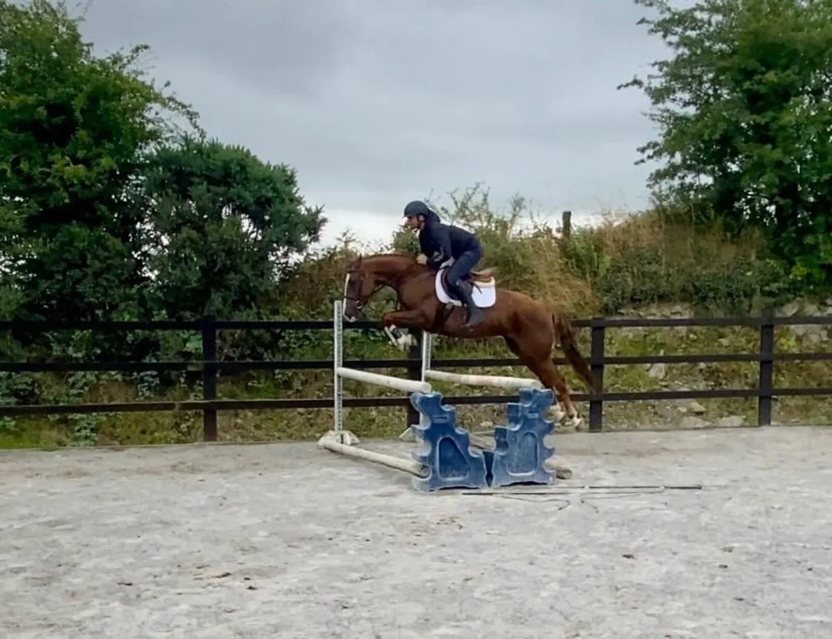 Beautiful 5yr old mare IDXTB - Image 3