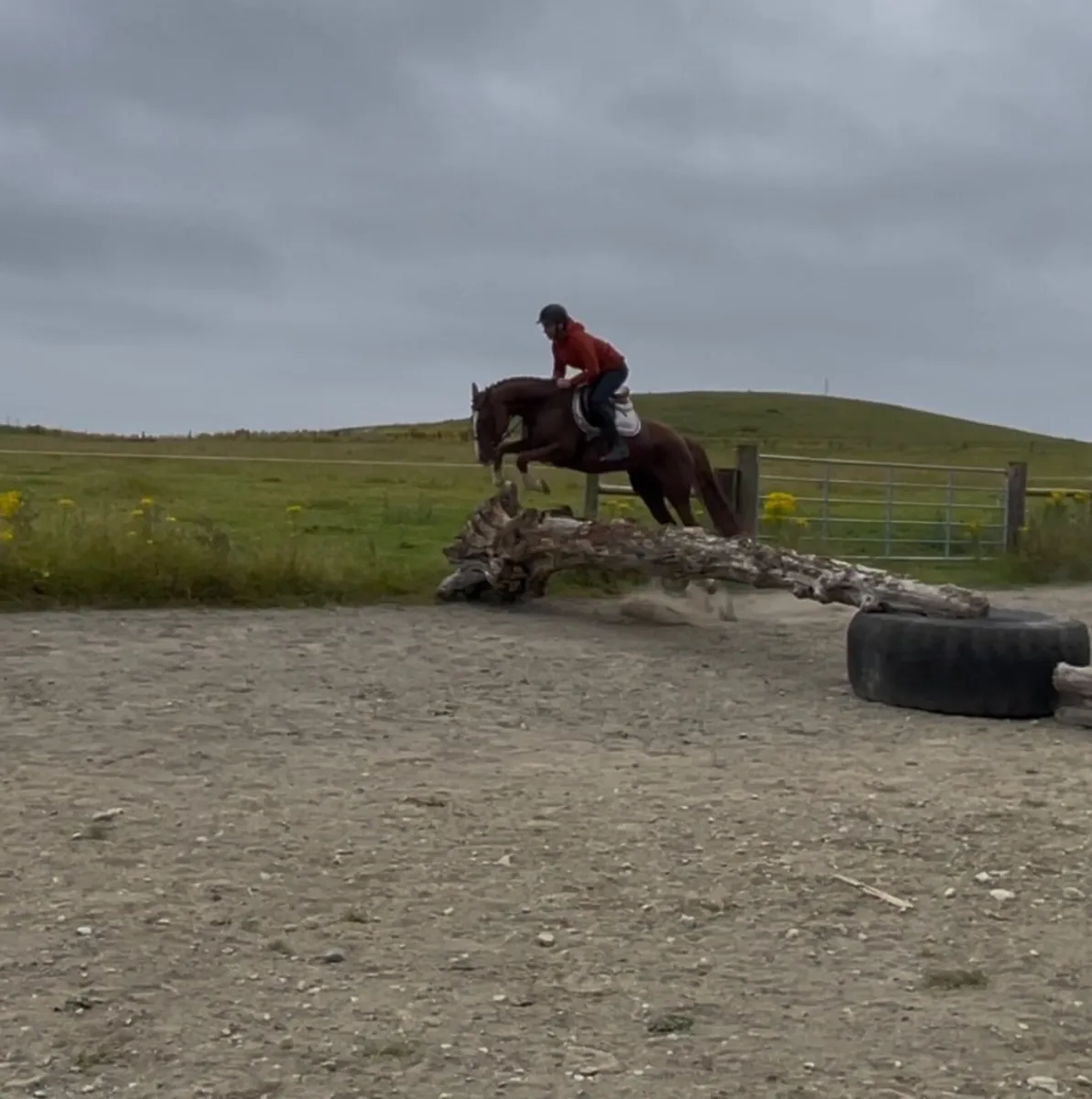 Beautiful 5yr old mare IDXTB - Image 4