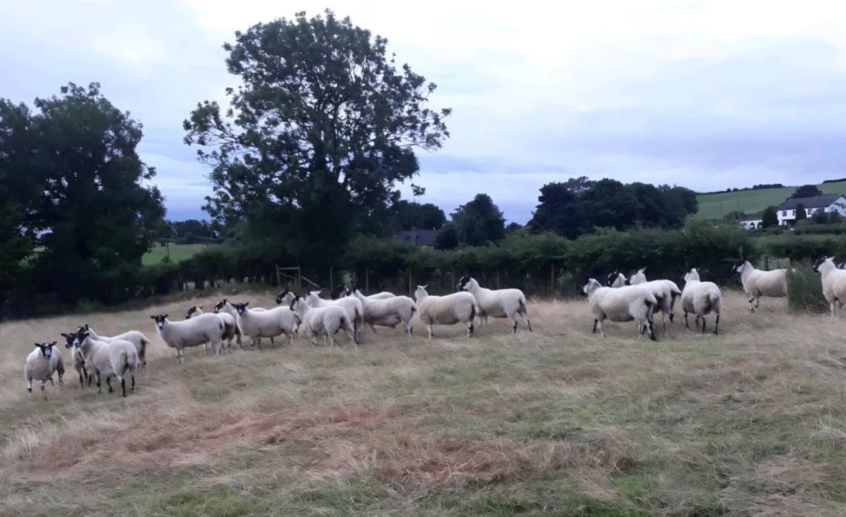 12 Mule Breeding Hoggets (S) - Image 1