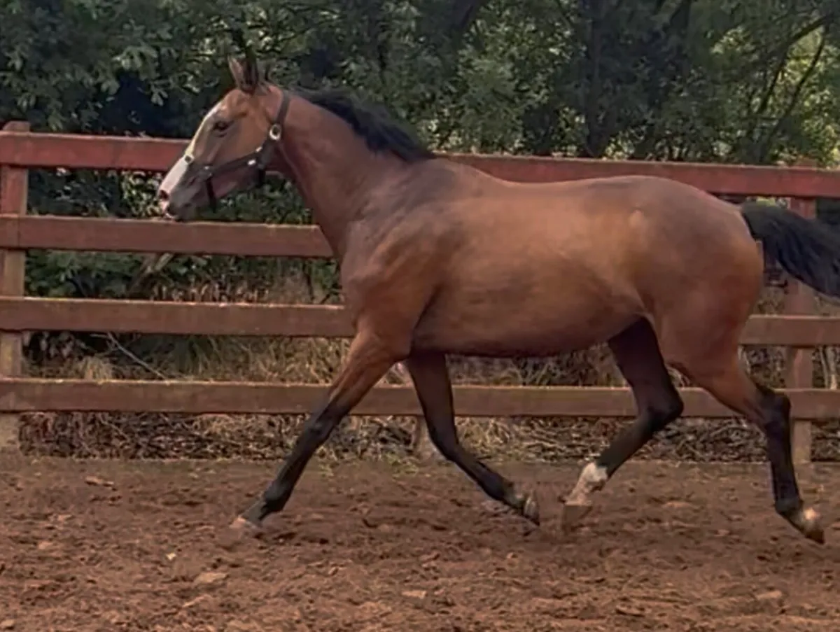4 Year Old Horse - Image 3