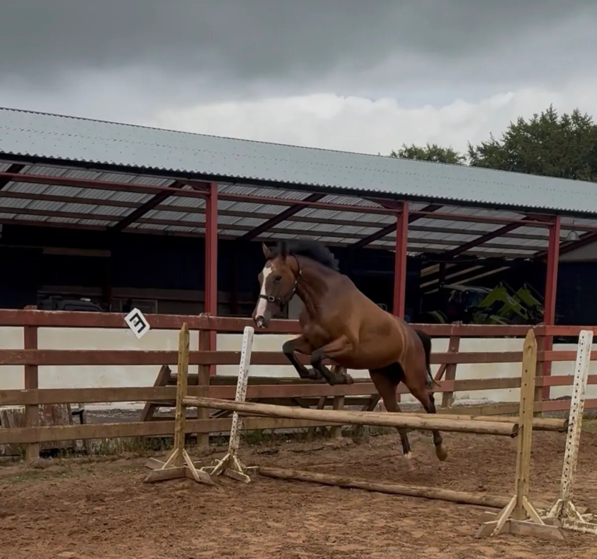 4 Year Old Horse - Image 4