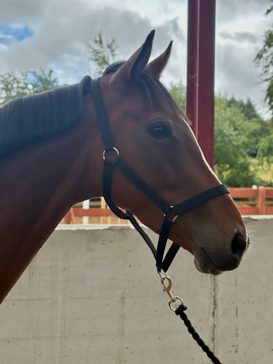 4 Year Old Horse - Image 1
