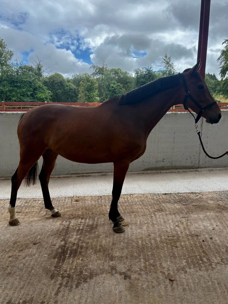 4 Year Old Horse - Image 2