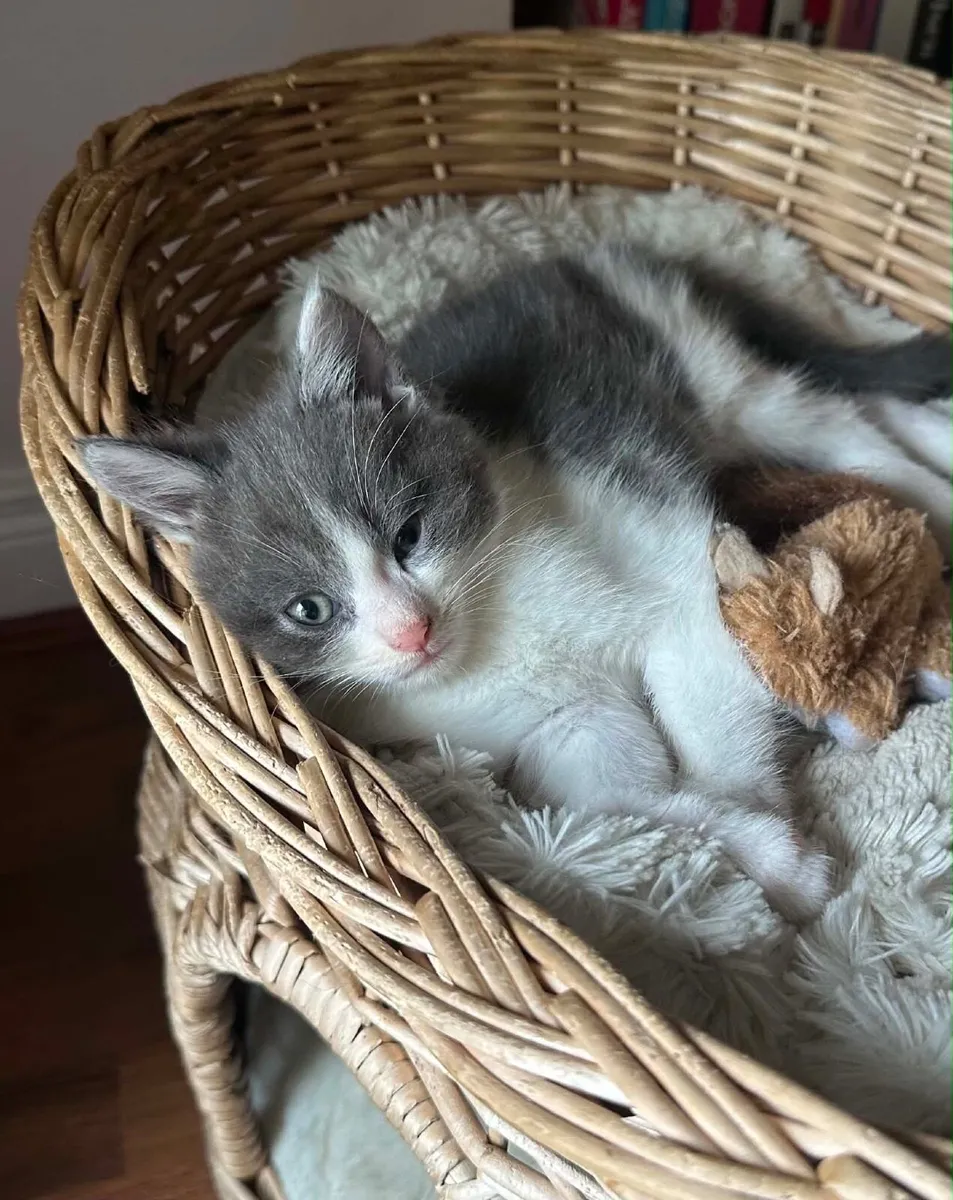 Kittens - Image 3