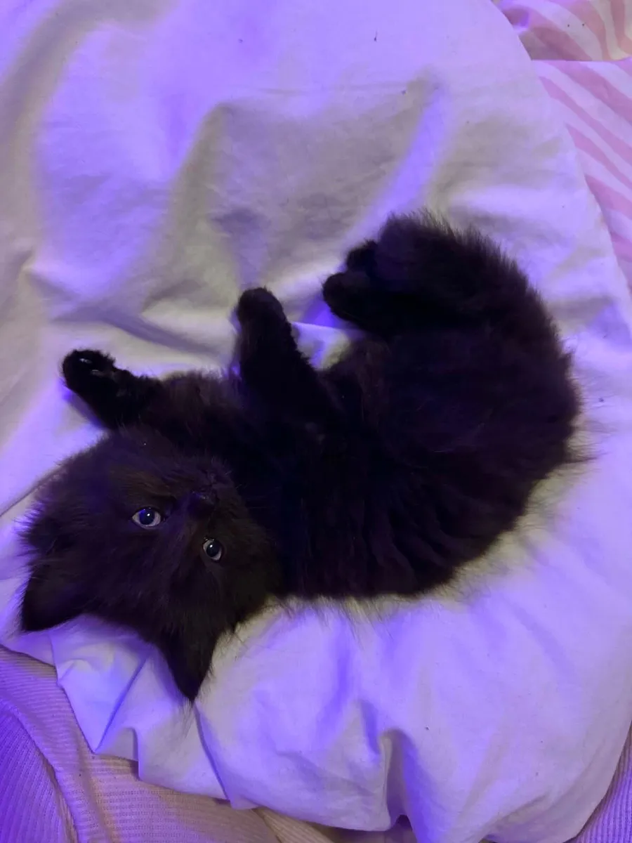 Kittens - Image 1