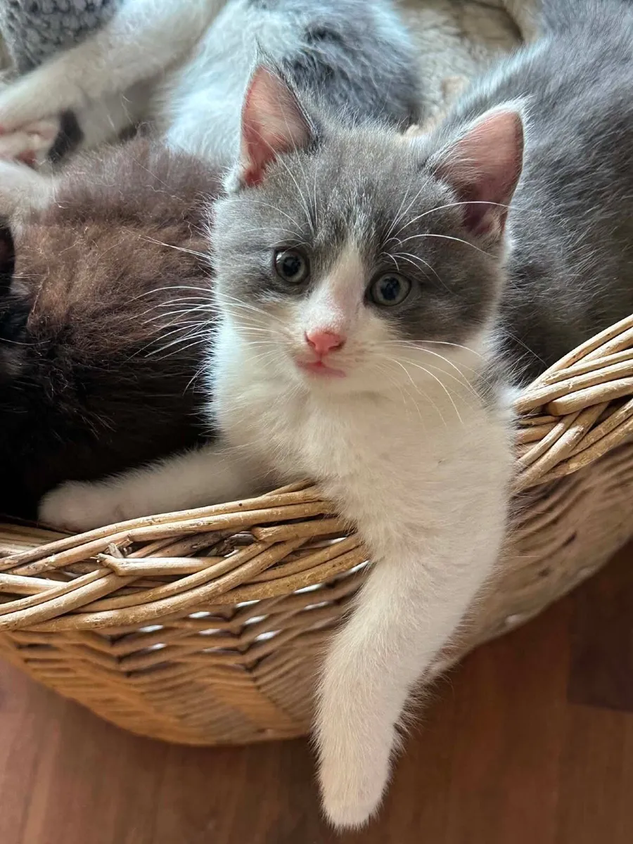 Kittens - Image 2