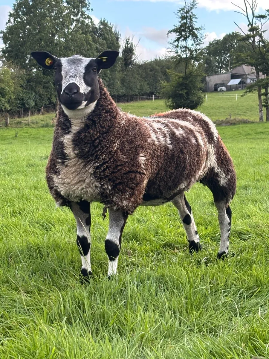 Pure bread Dutch spotted ewe lambs - Image 4