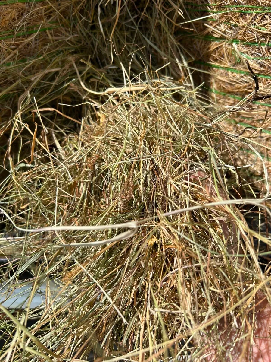 Top class hay for sale - Image 2