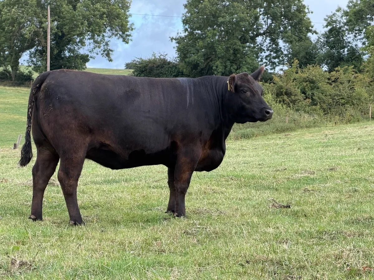 Pedigree Angus incalf heifers - Image 2