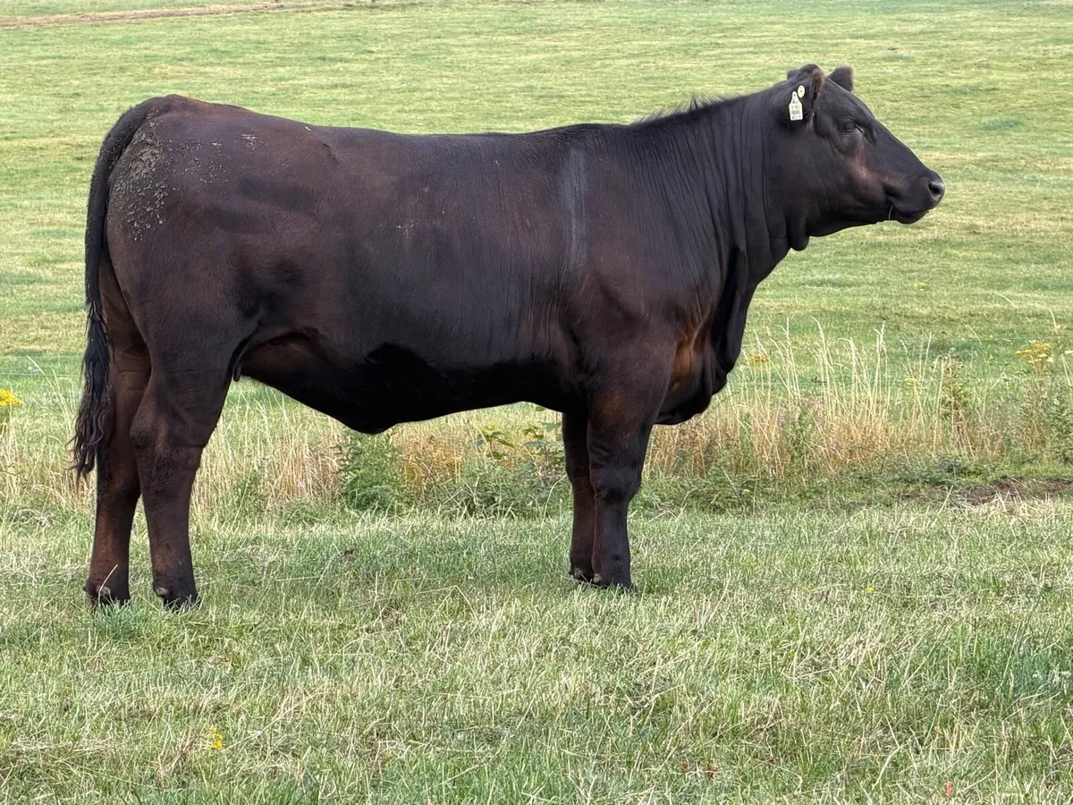 Pedigree Angus incalf heifers - Image 3